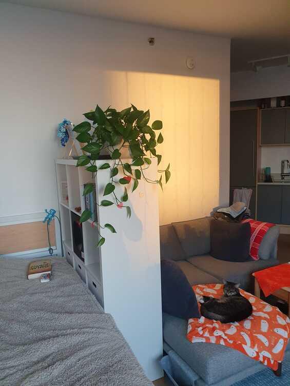 Downtown Brooklyn Studio Apartment